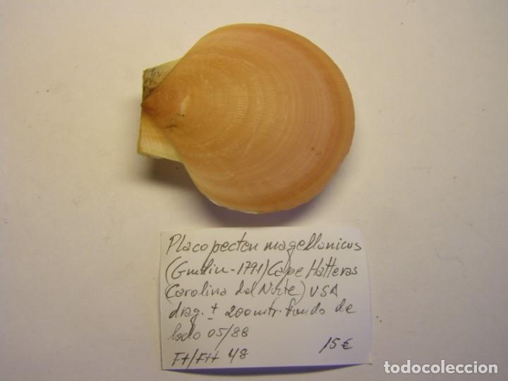 Coleccionismo de moluscos: Bivalvo placopecten magellanicus. U.S.A. - Foto 1
