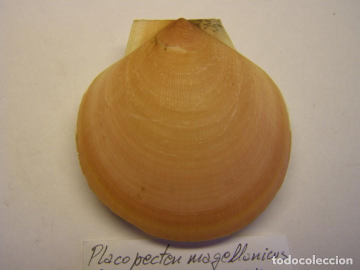 Coleccionismo de moluscos: Bivalvo placopecten magellanicus. U.S.A. - Foto 2