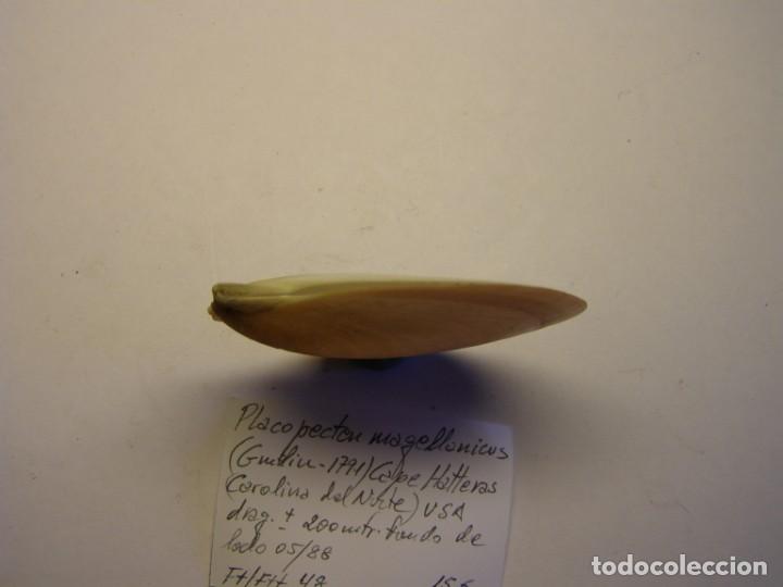 Coleccionismo de moluscos: Bivalvo placopecten magellanicus. U.S.A. - Foto 3