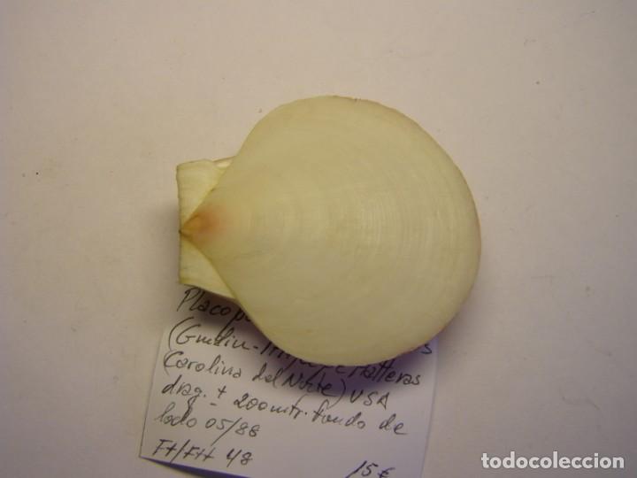 Coleccionismo de moluscos: Bivalvo placopecten magellanicus. U.S.A. - Foto 4