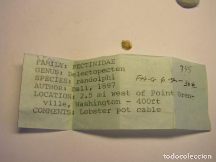 Coleccionismo de moluscos: Bivalvo delectopecten randolphi. U.S.A. - Foto 1