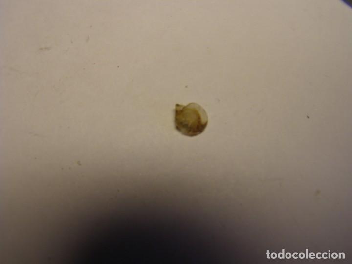 Coleccionismo de moluscos: Bivalvo delectopecten randolphi. U.S.A. - Foto 2