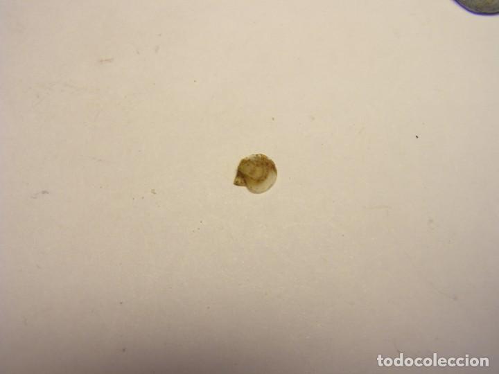 Coleccionismo de moluscos: Bivalvo delectopecten randolphi. U.S.A. - Foto 3