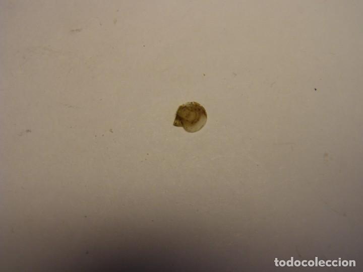 Coleccionismo de moluscos: Bivalvo delectopecten randolphi. U.S.A. - Foto 4
