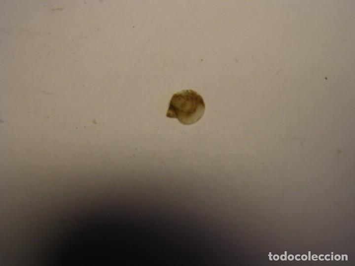 Coleccionismo de moluscos: Bivalvo delectopecten randolphi. U.S.A. - Foto 5