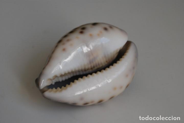 Coleccionismo de moluscos: CARACOLA MARINA - CONCHA - Foto 1