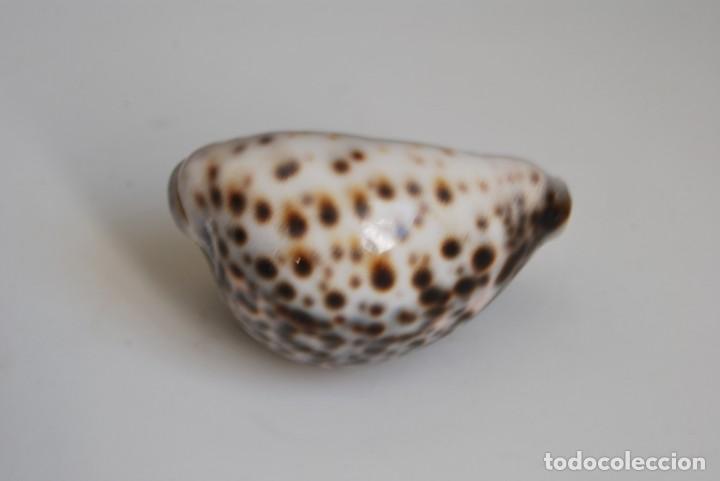 Coleccionismo de moluscos: CARACOLA MARINA - CONCHA - Foto 2