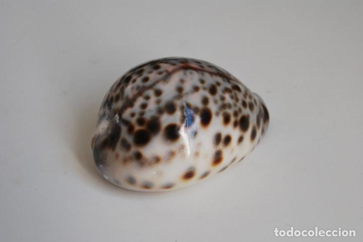 Coleccionismo de moluscos: CARACOLA MARINA - CONCHA - Foto 3