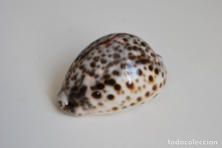 Coleccionismo de moluscos: CARACOLA MARINA - CONCHA - Foto 4