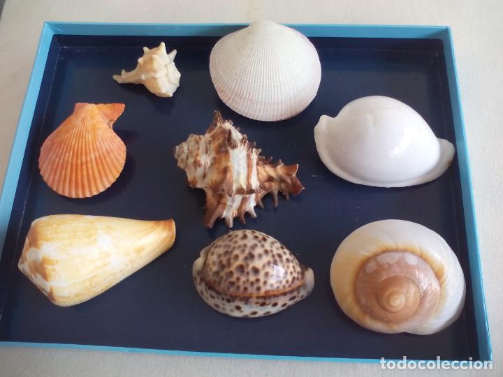 Coleccionismo de moluscos: LOTE DE 8 CARACOLAS O CONCHAS DE MAR - Foto 1