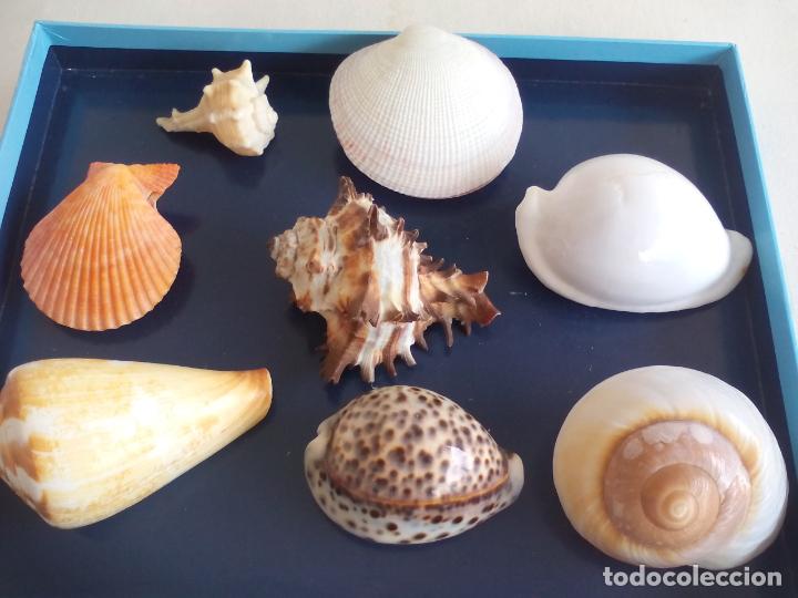 Coleccionismo de moluscos: LOTE DE 8 CARACOLAS O CONCHAS DE MAR - Foto 2