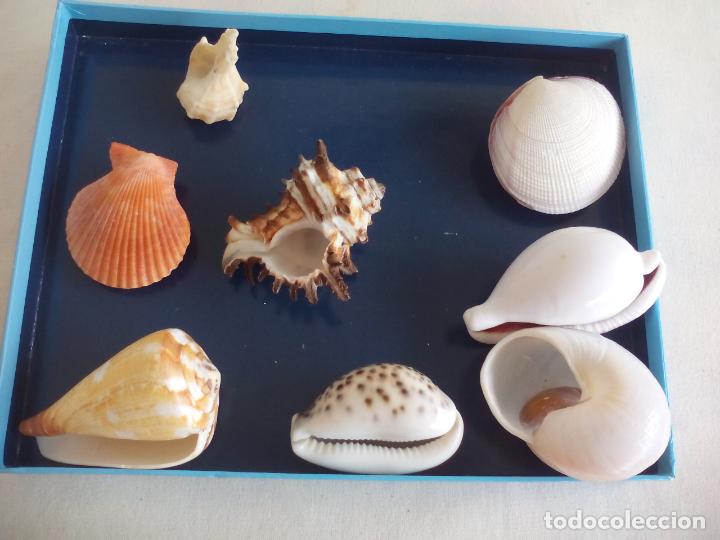 Coleccionismo de moluscos: LOTE DE 8 CARACOLAS O CONCHAS DE MAR - Foto 3