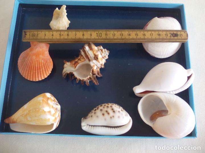 Coleccionismo de moluscos: LOTE DE 8 CARACOLAS O CONCHAS DE MAR - Foto 4
