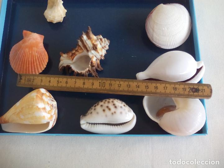 Coleccionismo de moluscos: LOTE DE 8 CARACOLAS O CONCHAS DE MAR - Foto 5