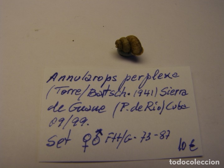 Coleccionismo de moluscos: Caracol annularops perplexa. Cuba.. - Foto 1