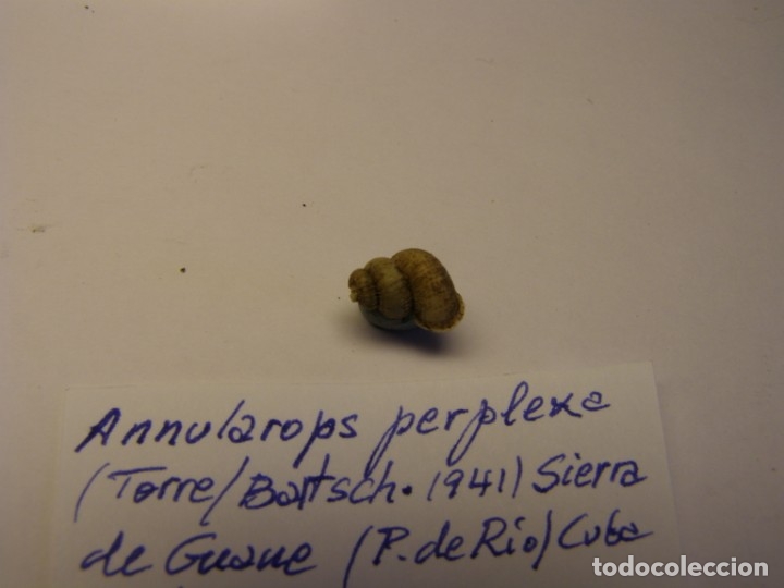 Coleccionismo de moluscos: Caracol annularops perplexa. Cuba.. - Foto 2