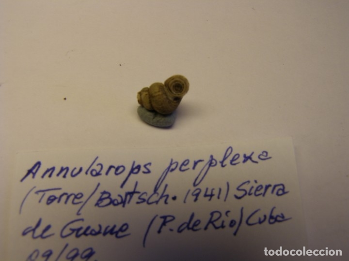 Coleccionismo de moluscos: Caracol annularops perplexa. Cuba.. - Foto 3