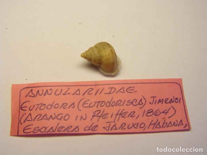 Coleccionismo de moluscos: Caracol eutodora jimenoi. Cuba.. - Foto 1
