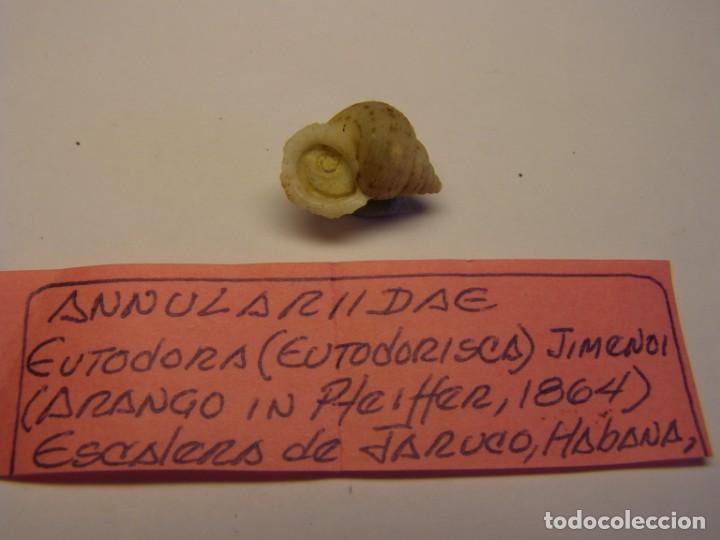 Coleccionismo de moluscos: Caracol eutodora jimenoi. Cuba.. - Foto 2