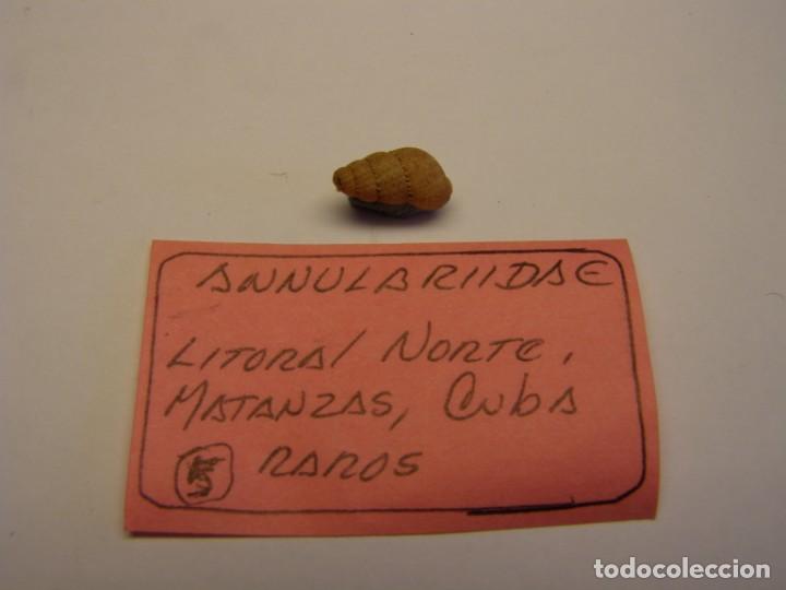 Coleccionismo de moluscos: Caracol annulariide. Cuba. - Foto 1