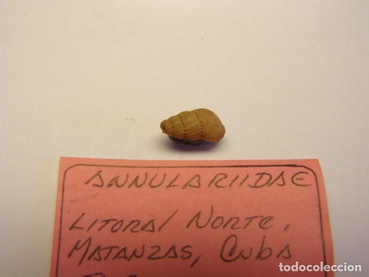Coleccionismo de moluscos: Caracol annulariide. Cuba. - Foto 2