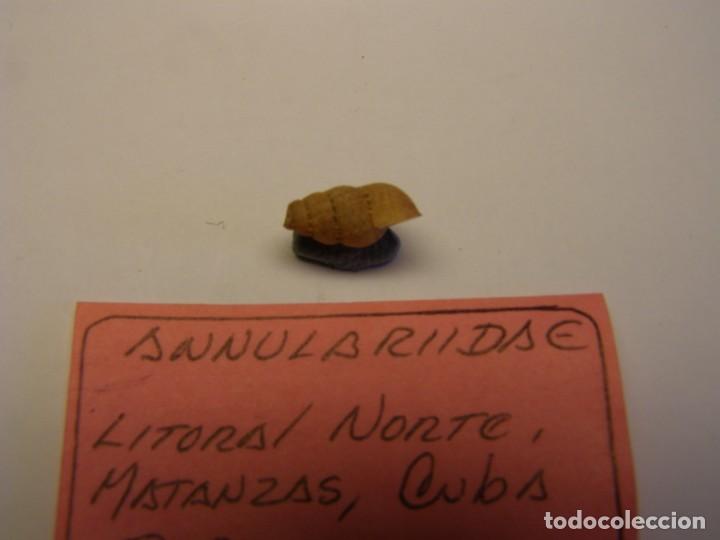 Coleccionismo de moluscos: Caracol annulariide. Cuba. - Foto 3