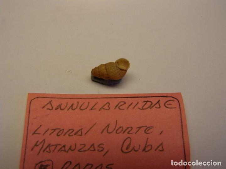 Coleccionismo de moluscos: Caracol annulariide. Cuba. - Foto 4