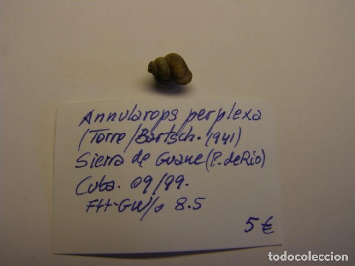 Coleccionismo de moluscos: Caracol annularops perplexa. Cuba. - Foto 1