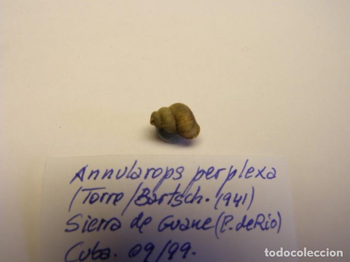 Coleccionismo de moluscos: Caracol annularops perplexa. Cuba. - Foto 2