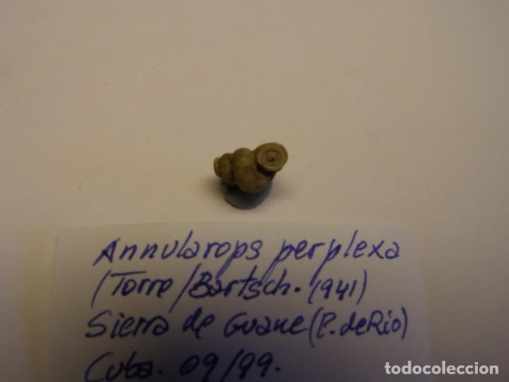 Coleccionismo de moluscos: Caracol annularops perplexa. Cuba. - Foto 3