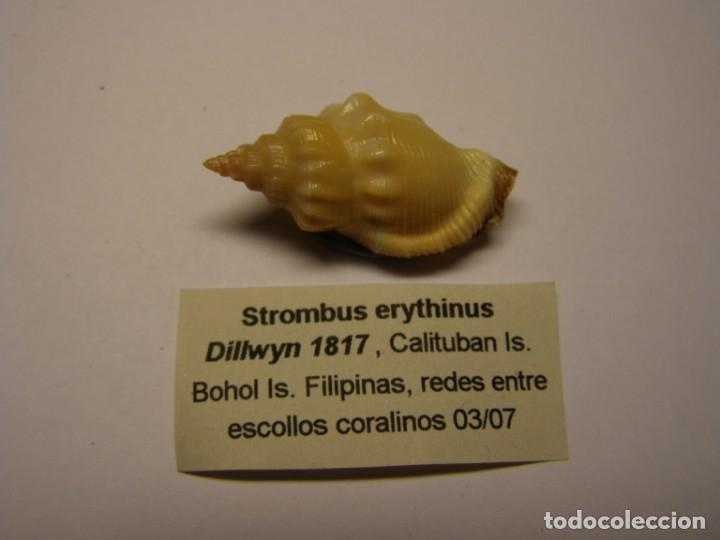 Coleccionismo de moluscos: Caracol strombus erythinius. Filipinas. - Foto 1