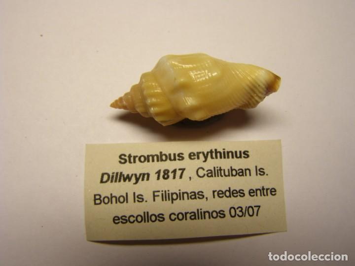 Coleccionismo de moluscos: Caracol strombus erythinius. Filipinas. - Foto 2