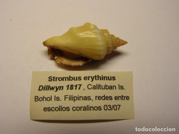 Coleccionismo de moluscos: Caracol strombus erythinius. Filipinas. - Foto 3