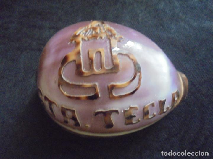 Coleccionismo de moluscos: Concha Cowrie grabado Sta. Tecla - Foto 1