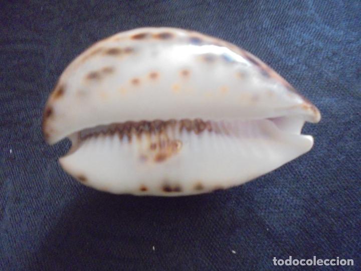 Coleccionismo de moluscos: Concha Cowrie grabado Sta. Tecla - Foto 2