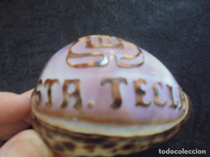 Coleccionismo de moluscos: Concha Cowrie grabado Sta. Tecla - Foto 3