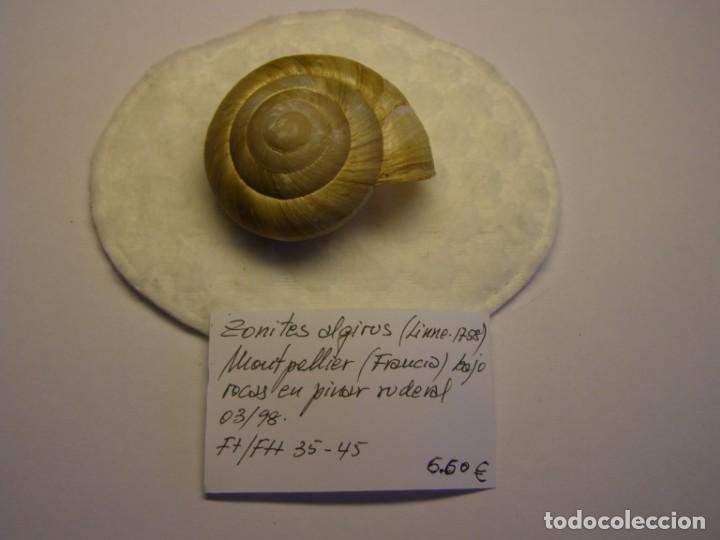 Coleccionismo de moluscos: Caracol snail shell zonites algirus. Francia. - Foto 1