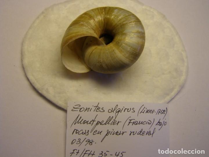 Coleccionismo de moluscos: Caracol snail shell zonites algirus. Francia. - Foto 2