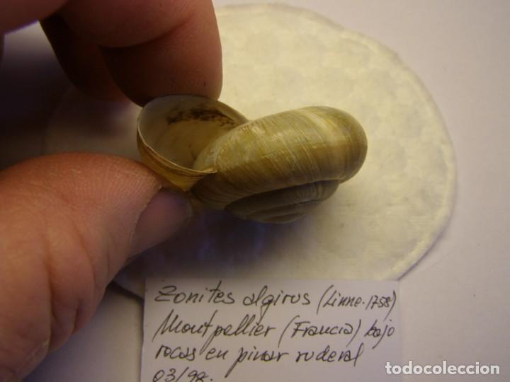 Coleccionismo de moluscos: Caracol snail shell zonites algirus. Francia. - Foto 3