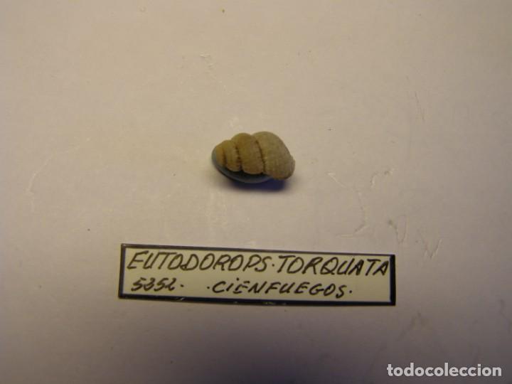 Coleccionismo de moluscos: Caracol snail shell eutodorops torquata. Cuba. - Foto 1