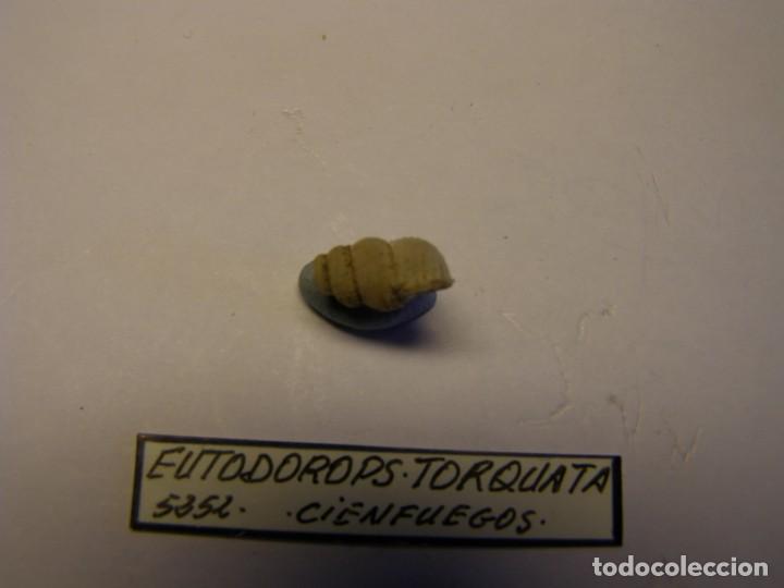 Coleccionismo de moluscos: Caracol snail shell eutodorops torquata. Cuba. - Foto 2