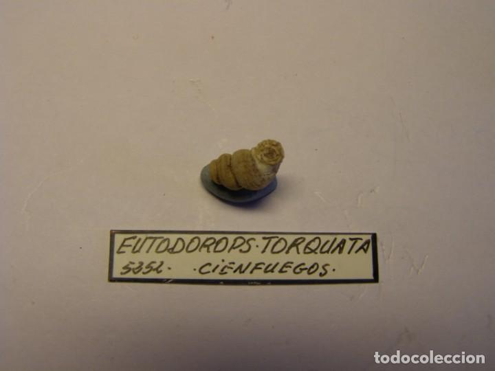 Coleccionismo de moluscos: Caracol snail shell eutodorops torquata. Cuba. - Foto 3