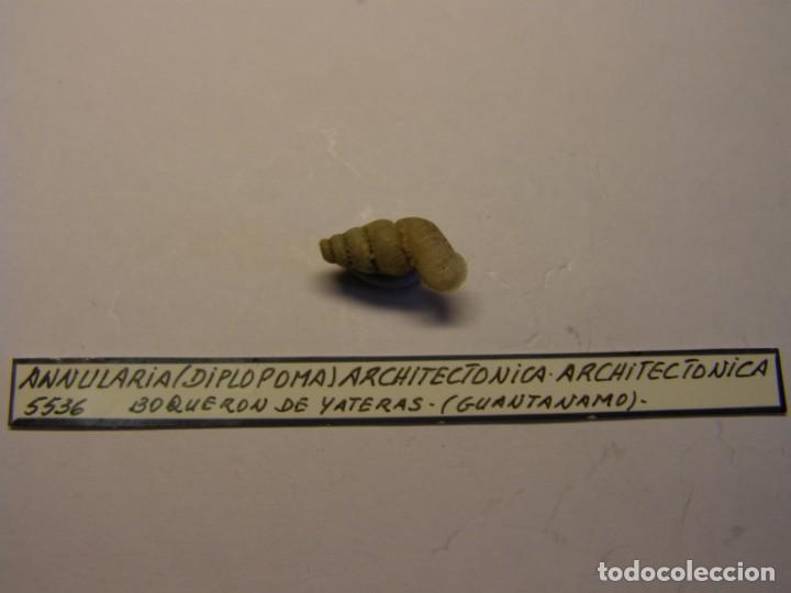 Coleccionismo de moluscos: Caracol snail shell annularia architectonica architectonica. Cuba. - Foto 1