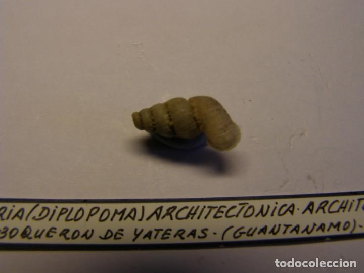 Coleccionismo de moluscos: Caracol snail shell annularia architectonica architectonica. Cuba. - Foto 2