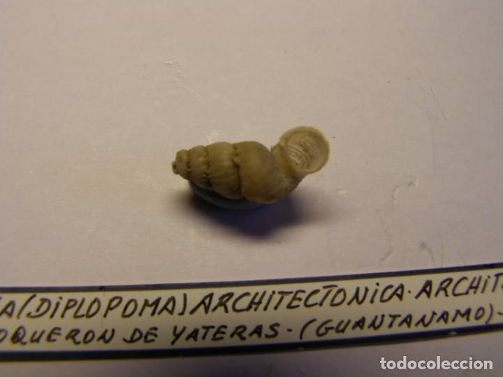 Coleccionismo de moluscos: Caracol snail shell annularia architectonica architectonica. Cuba. - Foto 3