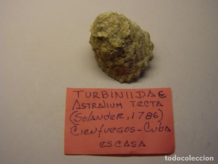 Coleccionismo de moluscos: Caracol snail shell astralium tecta. Cuba. - Foto 1