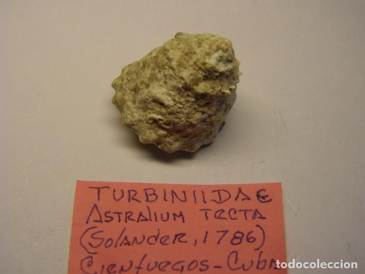 Coleccionismo de moluscos: Caracol snail shell astralium tecta. Cuba. - Foto 2