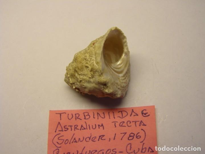 Coleccionismo de moluscos: Caracol snail shell astralium tecta. Cuba. - Foto 3