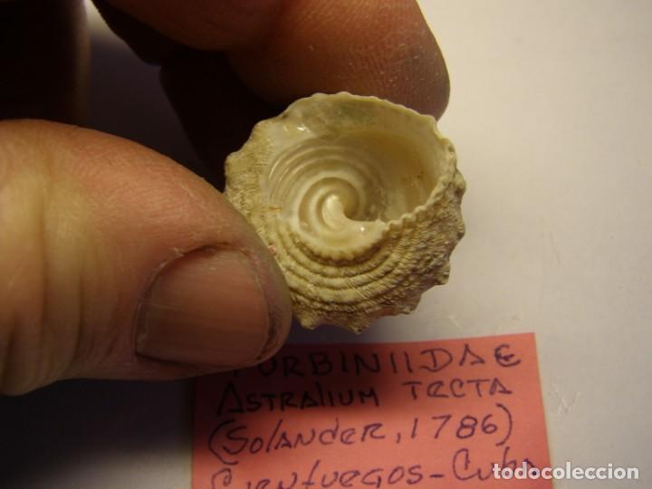 Coleccionismo de moluscos: Caracol snail shell astralium tecta. Cuba. - Foto 4