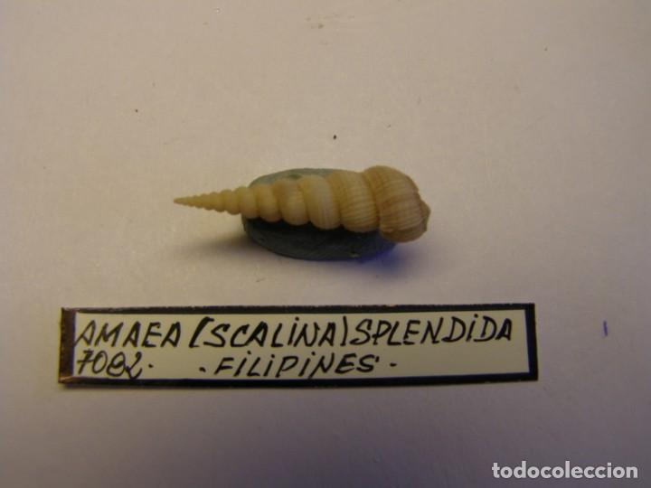 Coleccionismo de moluscos: Caracol snail shell amaea splendida. Filipinas. - Foto 1